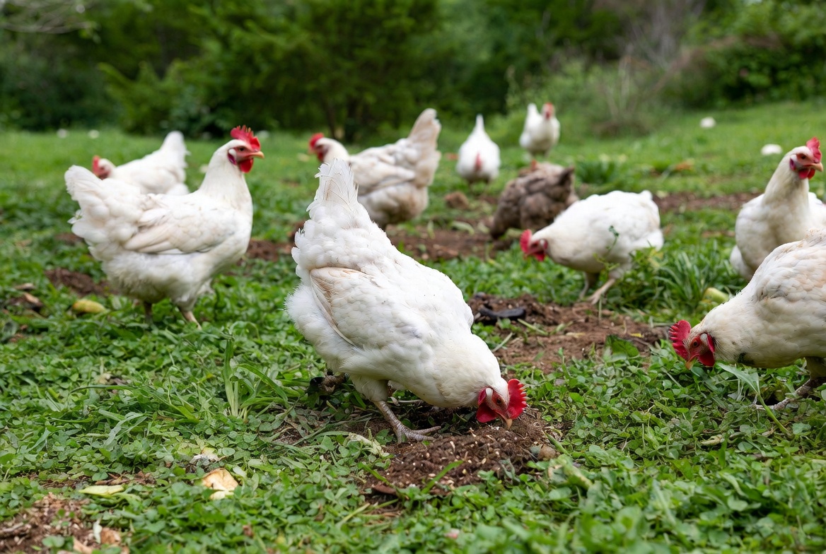 Rhode Island White chickens foraging naturally on green pasture and vegetable scraps in backyard