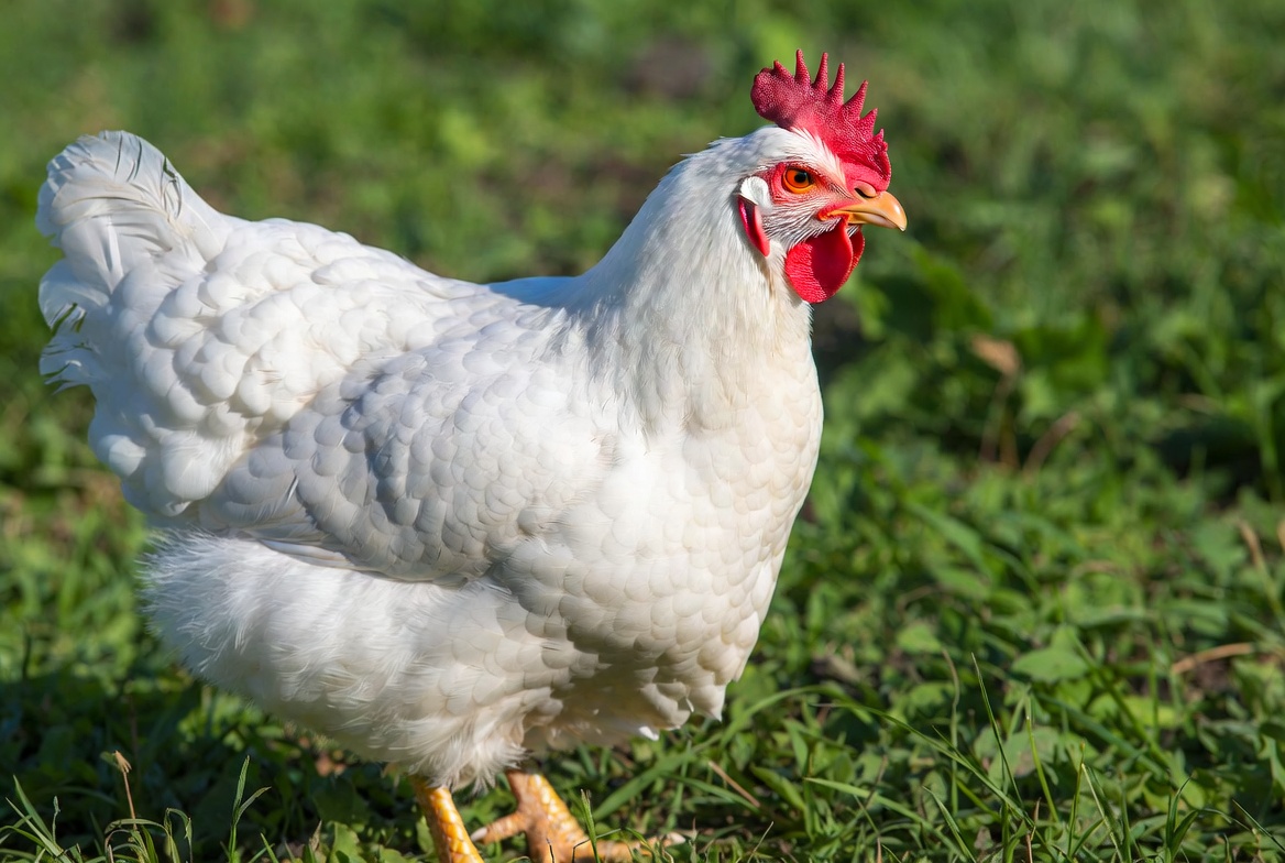 Rhode Island White chicken showing pure white plumage, red rose comb, and yellow legs in natural backyard setting