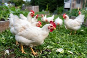 what is the rhode island white chicken