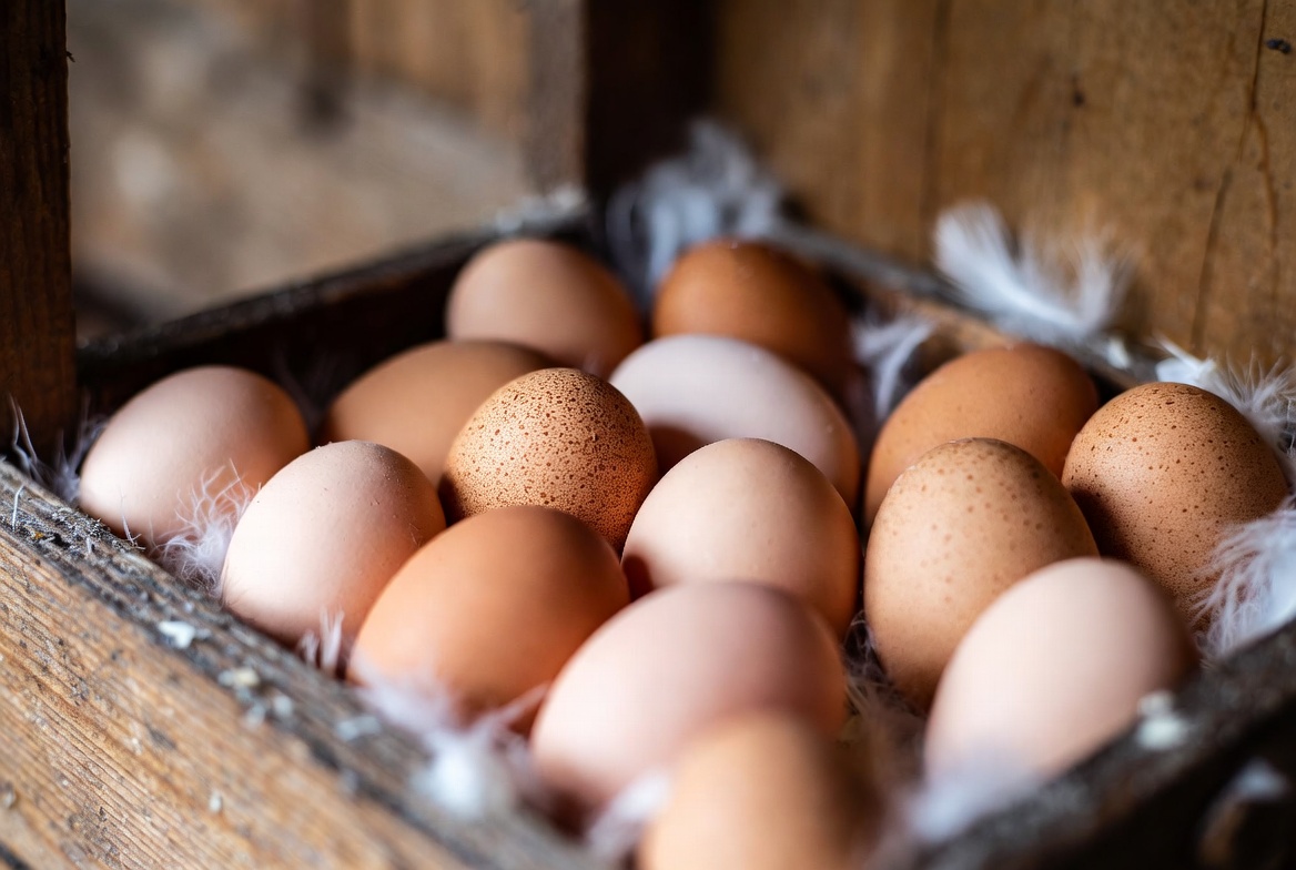 Fresh brown eggs from Rhode Island White heritage chickens in nesting box