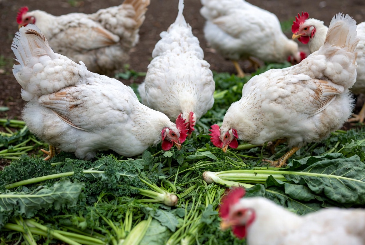 Rhode Island White chickens eating fresh vegetable scraps and greens in sustainable plant-based diet