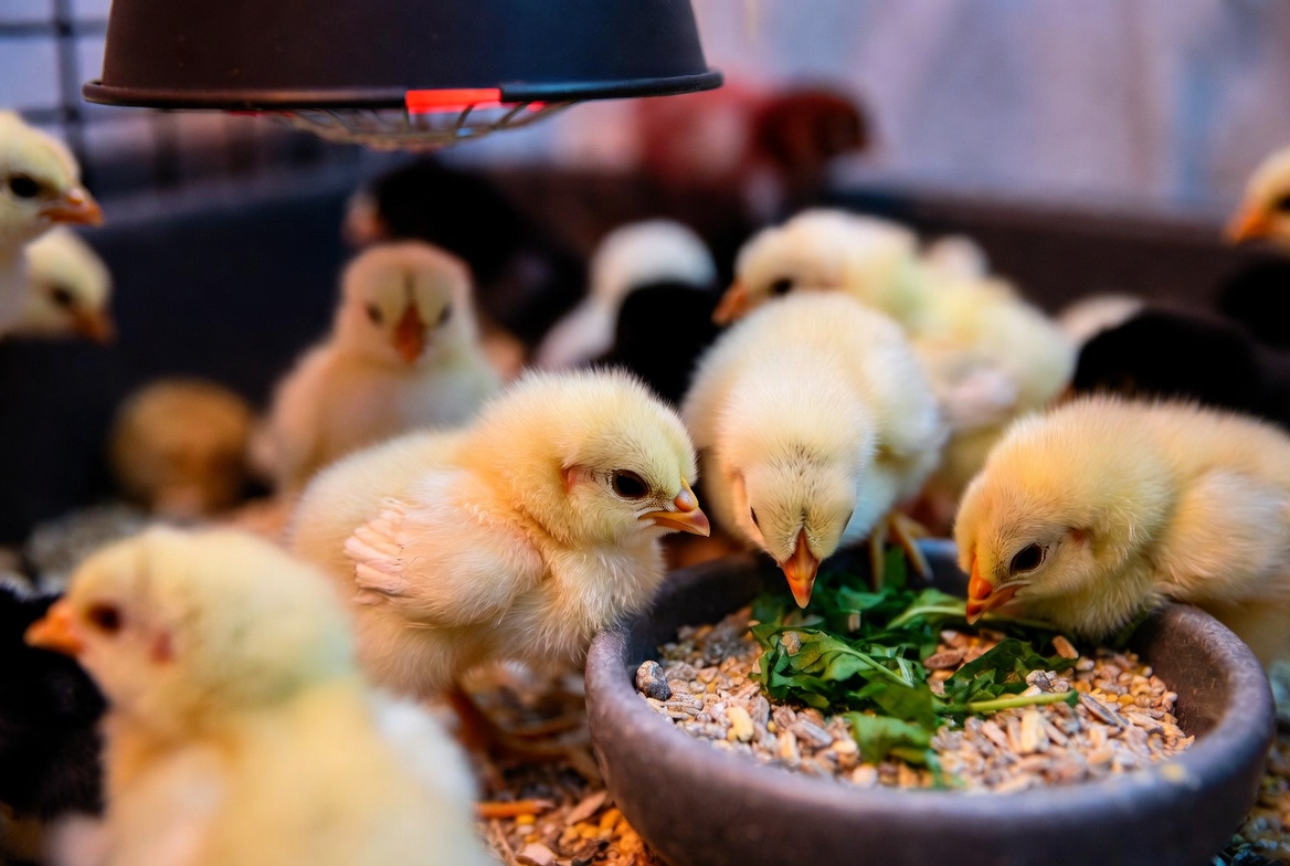 Rhode Island White heritage chicken chicks in brooder for sustainable flock raising