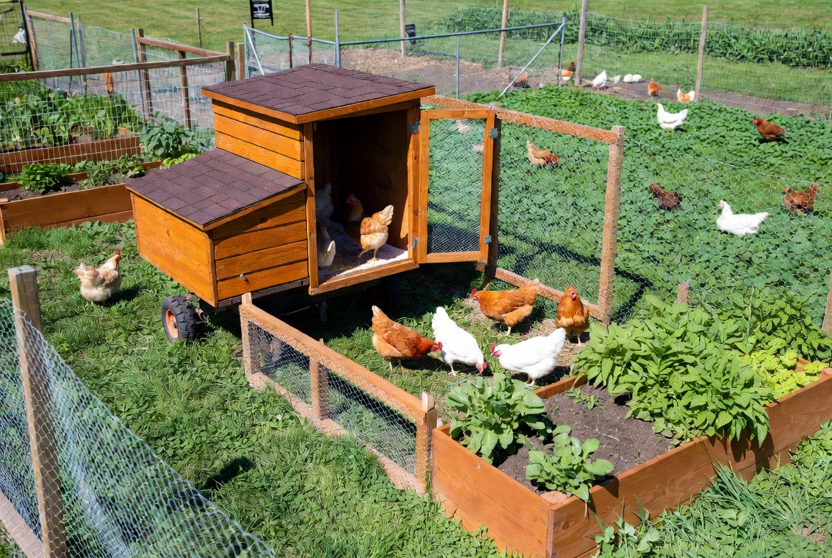 Sustainable backyard chicken coop and chicken tractor with Rhode Island White flock in garden setting